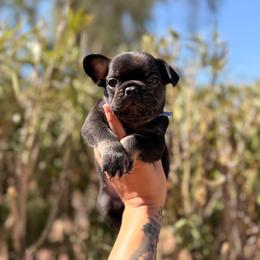 Green - Black and tan male French Bulldog puppy in Avondale, Arizona from BigDiamondFrenchies
