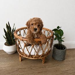 BoPeep - Apricot female Goldendoodle puppy in Salt Lake City, Utah from Sweet T Doodles