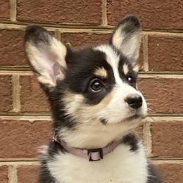 Girl 2 - Pembroke Welsh Corgi puppy in Farnham, Virginia from Polly’s Farm