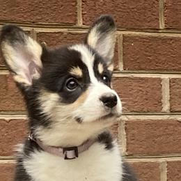 Girl 2 - Pembroke Welsh Corgi puppy in Farnham, Virginia from Polly’s Farm