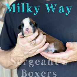 Milky Way - Fawn male Boxer puppy in Madisonville, Texas from Sergeant's Boxers