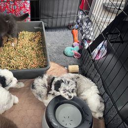 Aussiedoodle, Australian Shepherd, Miniature American Shepherd, and Miniature Australian Shepherd Puppies from Bline's Awesome Aussies