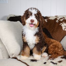 Assorted Doodle Crosses, Bernedoodle, Goldendoodle, and Sheepadoodle Puppies from Happy Top Doodles