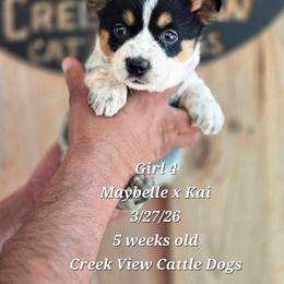 Girl 4 - Blue female Australian Cattle Dog puppy in Monroe, North Carolina from Creek View Cattle Dogs