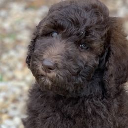Mocha (Tootsie) - Goldendoodle puppy in Cleburne, Texas from Sugar Fig Kennel