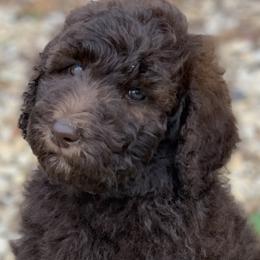 Mocha (Tootsie) - Goldendoodle puppy in Cleburne, Texas from Sugar Fig Kennel