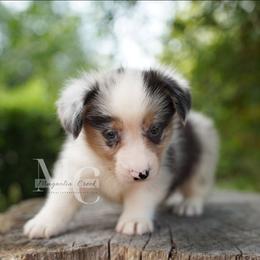 Cotton (Blue Merle Male) - Blue merle and white male American Corgi puppy in Straughn, Alabama from Magnolia Creek Corgis