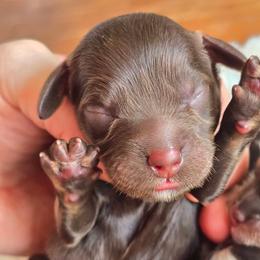 Hershey - Brown and tan male Cockapoo puppy in Dayton, Ohio from Batdogsndoodles