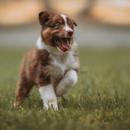 Australian Shepherd, Mastiff, and Miniature American Shepherd Puppies from Ashber Farm
