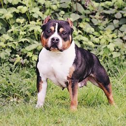 Ursula - American Bully