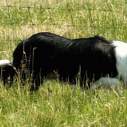 Border Collies from JiJin Kennels