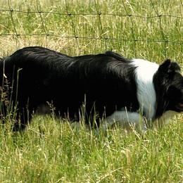 Border Collies from JiJin Kennels