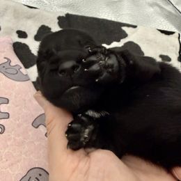 Dark Green Collar - Black female Scottish Terrier puppy in Fort Oglethorpe, Georgia from Moo's Scotties