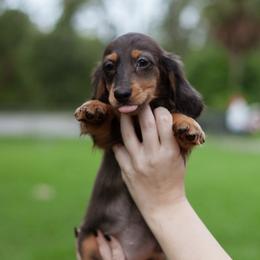 Violet - Black and tan female Dachshund puppy in Tampa, Florida from EntityDachs