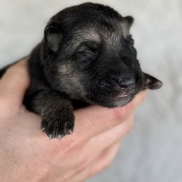 Rukus - Black and tan German Shepherd puppy in Peoria, Arizona from Sunrise Shepherds