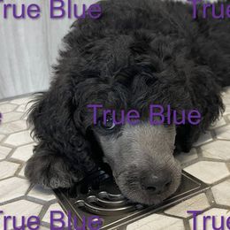 Boy 2 - Poodle puppy in Mooresville, North Carolina from True Blue Standard Poodles