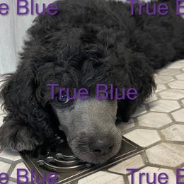 Boy 2 - Poodle puppy in Mooresville, North Carolina from True Blue Standard Poodles