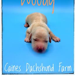 Woody - Cream male Dachshund puppy in Cincinnati, Ohio from Caines Dachshund Farm