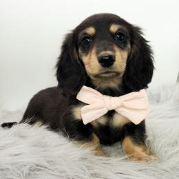 Grace - Black and cream female Dachshund puppy in Moses Lake, Washington from Evergreendox Dachshunds