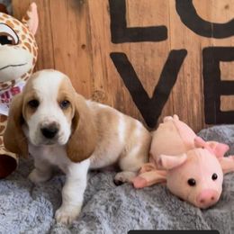 Basset Hound Puppies from Baggy Butt Bassets
