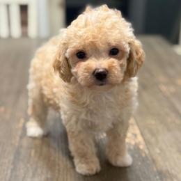 Toya - Apricot female Maltipoo puppy in Lebanon, Kentucky from Mosaic Merle Doodles