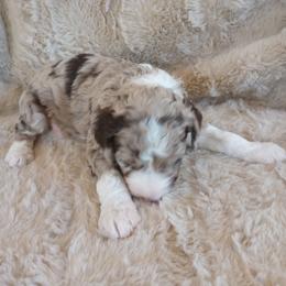 Coconut - Merle male Assorted Doodle Crosses puppy in Heyburn, Idaho from Royal T Acres