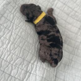 Casino - Merle female Sheepadoodle puppy in Buford, Georgia from Guppy Puppies