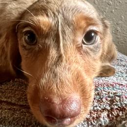 Dachshund Puppies from Stately Dachshunds and Danes