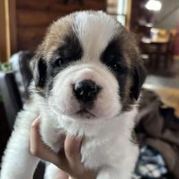 White Collar - Brown and white male Saint Bernard puppy in New York from Johnson Farms