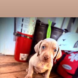 Apollo - Silver gray male Weimaraner puppy in Talking Rock, Georgia from North Georgia Weims
