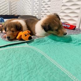 Blue, Green, Yellow, Gray, Red, Light Green, White - Sable and white male Collie puppy in Newburgh, New York from Eye Spy