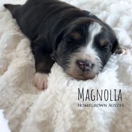 Magnolia - Black tri-color female Australian Shepherd puppy in Yarmouth, Iowa from HomeGrown Aussies