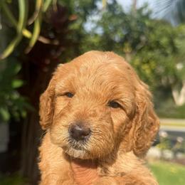 Boy 2 - Apricot male Goldendoodle puppy in San Diego, California from Goldendoodles & Poodles of San Diego