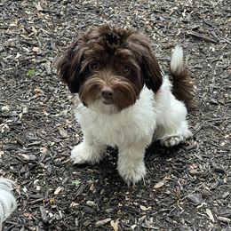 Minnie - Havanese
