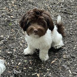 Minnie - Havanese