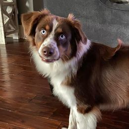 Pippi - Australian Shepherd