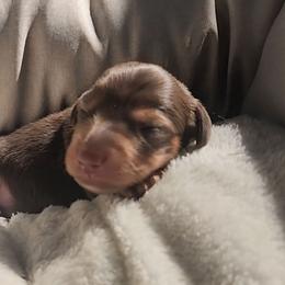 Baldwin - Chocolate and tan male Dachshund puppy in Strafford, Missouri from LL Weens