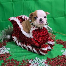 Half Mask Red Girl - Red female Boston Terrier puppy in Corsicana, Texas from JT Bostons