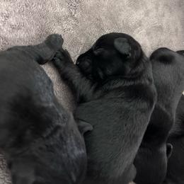 Boy 3 - Black male Miniature Schnauzer puppy in Springfield, Tennessee from My Lovable Schnauzers