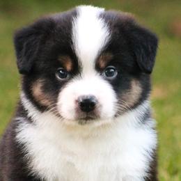 Avalanche - Black tri male Miniature American Shepherd puppy in Palacios, Texas from Coastal’s Miniature American Shepherds