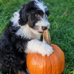 Otis - Black and white male Sheepadoodle puppy in Bellevue, Iowa from Fluffy Wonders Poms and Doodles