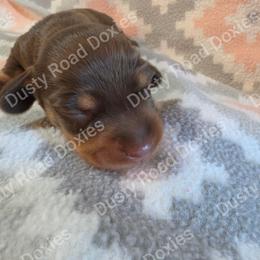 David - Chocolate and tan male Dachshund puppy in Blanchard, Oklahoma from Dusty Road Doxies