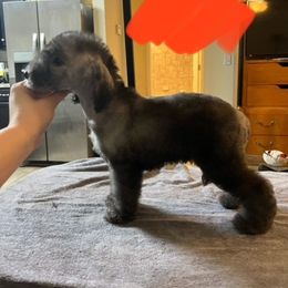 Bedlington Terrier and Great Dane Puppies from Cloud9 Bedlingtons and Argos Danes