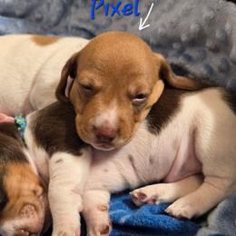 Pixel - Piebald male Dachshund puppy in New Caney, Texas from BouncinMiniWeenies