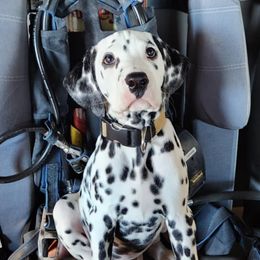 Dalmatians from Lylian's Dalmatians