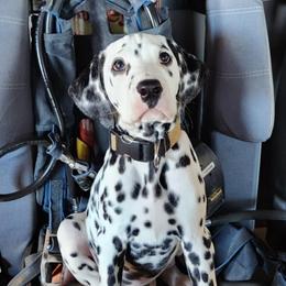 Dalmatians from Lylian's Dalmatians
