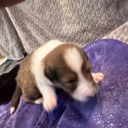 Scottish Collie Puppies from Sundance Scottish-Colleys