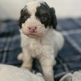 Teeter - Liver white and tan Springerdoodle puppy in Collinsville, Oklahoma from Sweet Sunny Sproodles