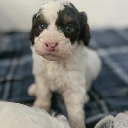 Teeter - Liver white and tan Springerdoodle puppy in Collinsville, Oklahoma from Sweet Sunny Sproodles