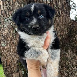 Boy 6 - Black tri-color male Australian Shepherd puppy in Lakeland, Florida from Infinite Aussies